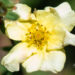 1083_11141_Potentilla_fruticosa_Primrose_Beauty__har._poosasmaran.jpg