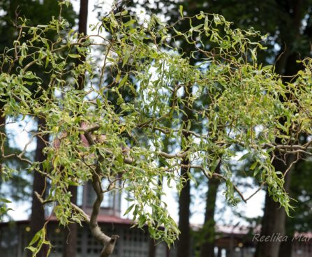 1092_6791_Salix_erythroflexuosa.JPG