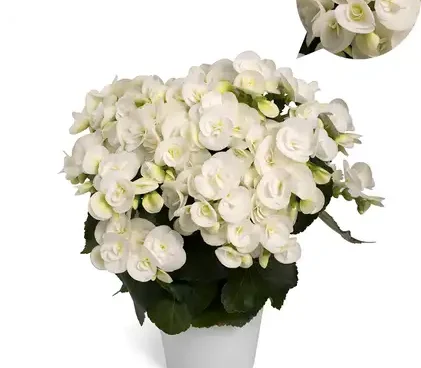Begoonia elatior `White Netja` Bloomest
