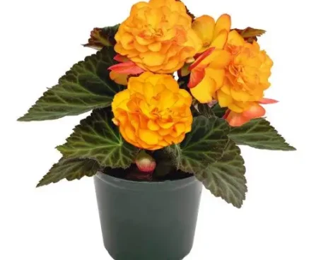 Begonia `Nonstop Fire` mugul-begoonia Bloomest