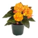Begonia `Nonstop Fire` mugul-begoonia Bloomest