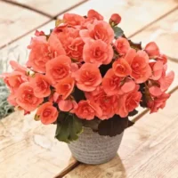 Begonia elatior Sunpleasure Rose roosbegoonia Bloomest