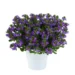 Scaevola Touch Indigo tiiviklill Bloomest