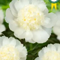 Paeonia lactiflora Charlie´s White pojeng Bloomest