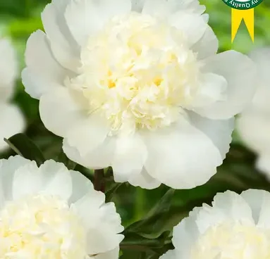 Paeonia lactiflora Charlie´s White pojeng Bloomest