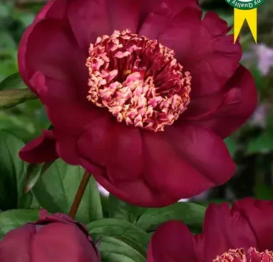 Paeonia lactiflora Nippon Beauty pojeng bloomest