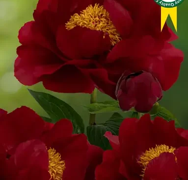 Paeonia hybride Mackinac Grand pojeng Bloomest