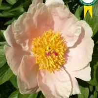 Paeonia hybride Apricot Whisper pojeng Bloomest