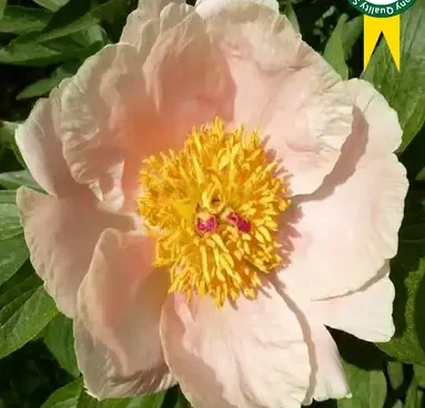 Paeonia hybride Apricot Whisper pojeng Bloomest