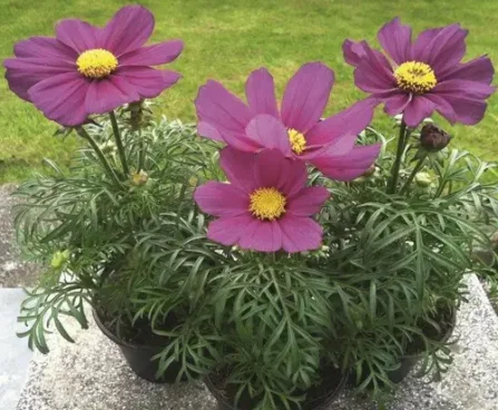 Cosmos bip. Cosmini Carmine kosmas Bloomest
