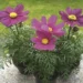 Cosmos bip. Cosmini Carmine kosmas Bloomest