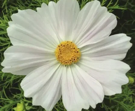 Cosmos bip. Cosmini White kosmos Bloomest