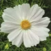 Cosmos bip. Cosmini White kosmos Bloomest