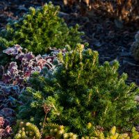 1103_4217_Picea_Tompa.jpg