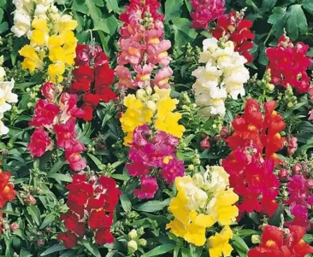 Antirrhinum majus Leo F1 Elite Mix lõvilõug Bloomest