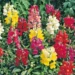 Antirrhinum majus Leo F1 Elite Mix lõvilõug Bloomest
