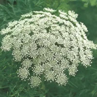 Ammi visnaga Green Mist harilik orgiputk Bloomest