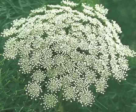 Ammi visnaga Green Mist harilik orgiputk Bloomest