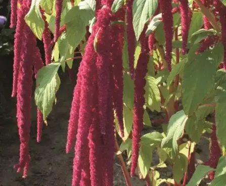 Amaranthus caudatus Rotschwanz longus rebashein Bloomest