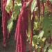 Amaranthus caudatus Rotschwanz longus rebashein Bloomest