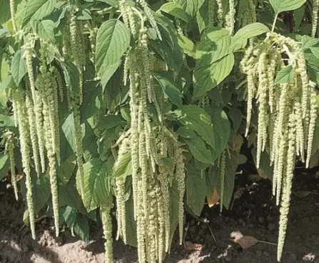 Amaranthus caudatus Grünschwanz longus rebashein Bloomest