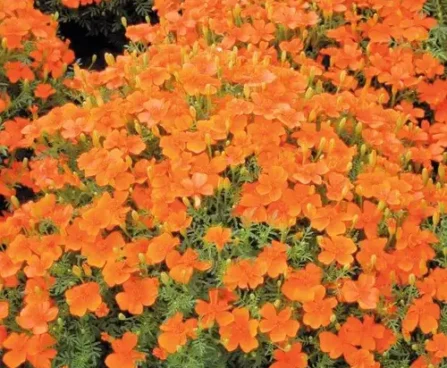 Tagetes tenuifolia Luna Orange peiulill Bloomest