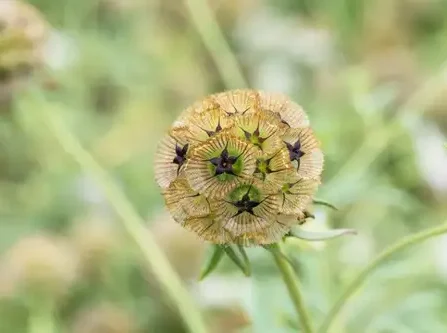 Scabiosa stellata Pingpong tähtpea Bloomest