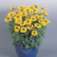 Rudbeckia hirta Toto Gold päevakübar Bloomest