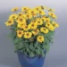 Rudbeckia hirta Toto Gold päevakübar Bloomest