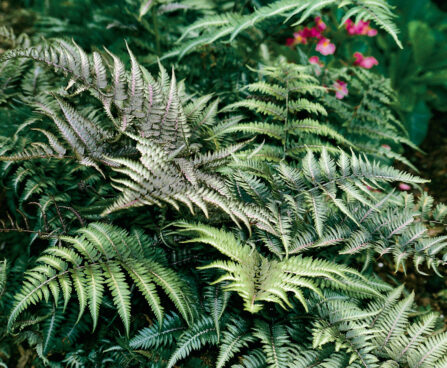 Athyrium nipponicum `Metallicum` nipponi naistesõnajalg, Dit.