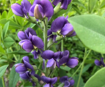 Baptisia Blue baptiisia Dit.