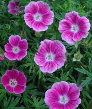 Geranium sanguineum 'Elke' kurereha Dit.