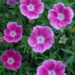 Geranium sanguineum 'Elke' kurereha Dit.