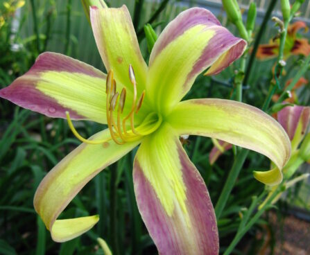 Hemerocallis `String Bikini` päevaliilia Dit.