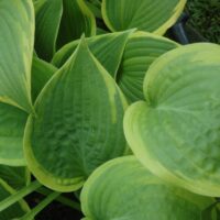 Hosta `Climax` Dit.