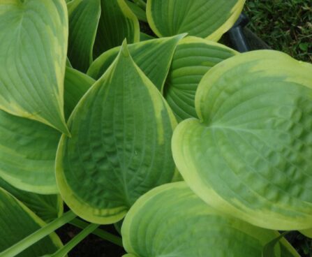 Hosta `Climax` Dit.