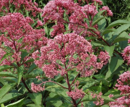 Eupatorium purpureum `Atropurpureum` vesikanep Dit.