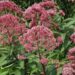 Eupatorium purpureum `Atropurpureum` vesikanep Dit.