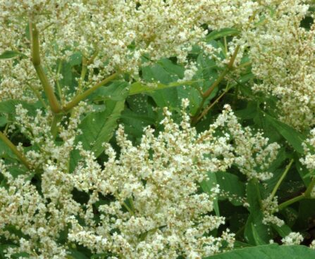 Persicaria polymorpha muutlik kirburohi Dit