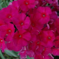 Phlox paniculata `Sweet Summer ® Wine` ™ kopie2 aed-leeklill Dit.