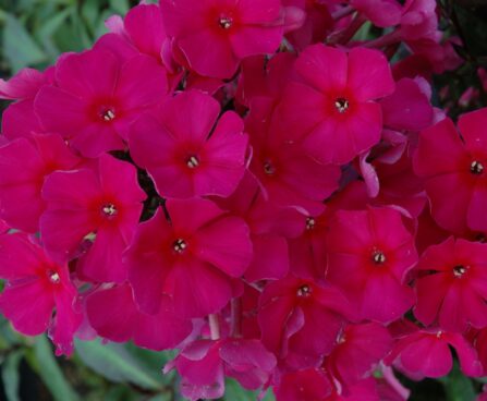 Phlox paniculata `Sweet Summer ® Wine` ™ kopie2 aed-leeklill Dit.