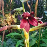 Cardiocrinum cordatum red flower jaapani südaliilia