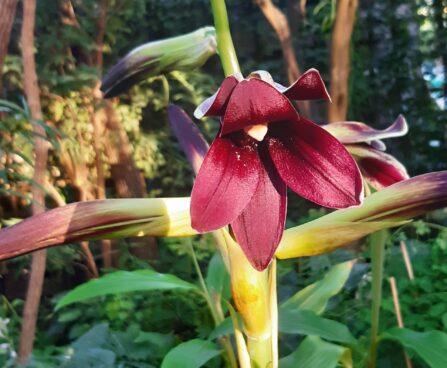 Cardiocrinum cordatum red flower jaapani südaliilia