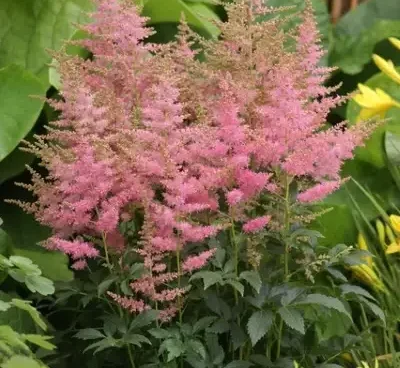 Astilbe arendsii Country and Western astilbe Bloomest