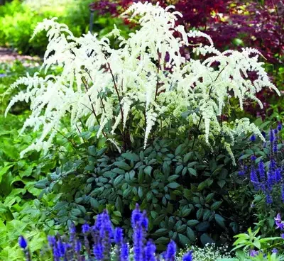 Astilbe hybr. Moccachino astilbe Bloomest