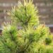 1106_6650_Pinus_mugo_Ophir_.JPG