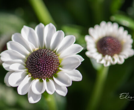 krüsanteem Chrysanthemum (3)