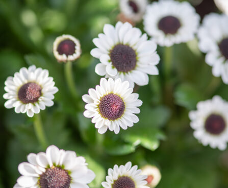 krüsanteem Chrysanthemum (5)