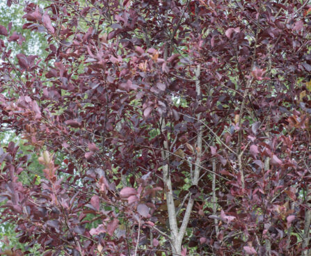 Prunus virginiana `Schubert` virgiinia toomingas