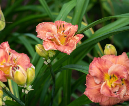 Hemerocallis `Rose Corsage` päevaliilia (1)